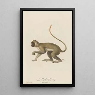 JeanBaptiste Audebert - Le Callitriche.webp