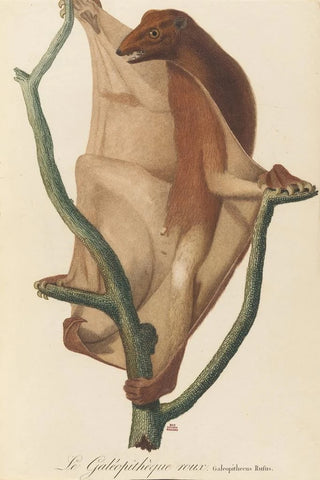 JeanBaptiste Audebert - Le Galopithque roux.webp