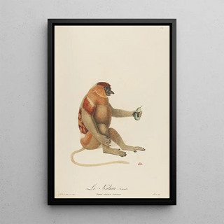 JeanBaptiste Audebert - Le Kahau.webp