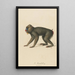 Le Mandrill - Jean-Baptiste Audebert — kehystetty taideteos seinällä