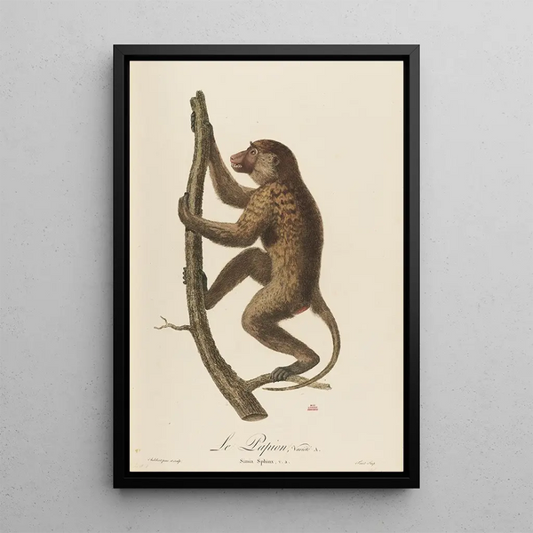 JeanBaptiste Audebert - Le Papion varit A.webp