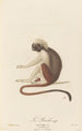 Le Pinché - Jean-Baptiste Audebert — näkymä teoksesta