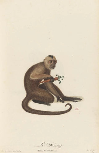 JeanBaptiste Audebert - Le Sai.webp
