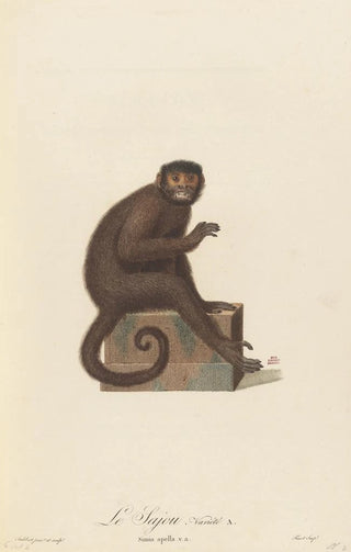 JeanBaptiste Audebert - Le Sajou varit a.webp