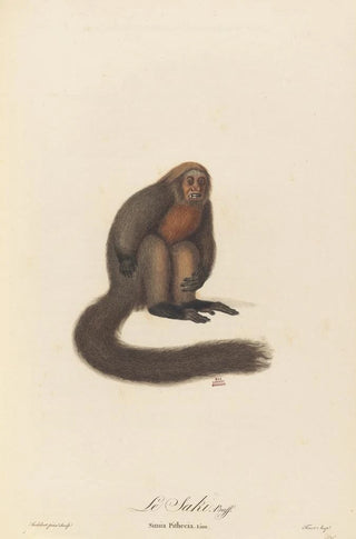 JeanBaptiste Audebert - Le Saki.webp