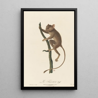 JeanBaptiste Audebert - Le Tarsier.webp