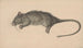 Rat mort - Jean Bernard — näkymä teoksesta