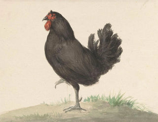 Poule noire debout - Jean Bernard — näkymä teoksesta