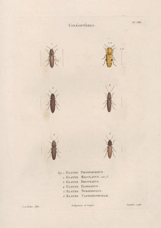Jean Gabriel Pretre - Insectes recueillis en Afrique et en Amrique Pl09.webp