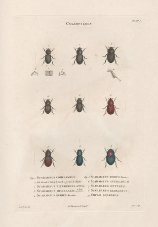 Jean Gabriel Pretre - Insectes recueillis en Afrique et en Amrique Pl20.webp