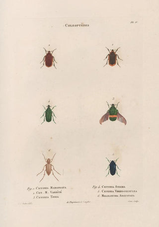 Jean Gabriel Pretre - Insectes recueillis en Afrique et en Amrique Pl26.webp