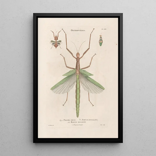 Jean Gabriel Pretre - Insectes recueillis en Afrique et en Amrique Pl40.webp