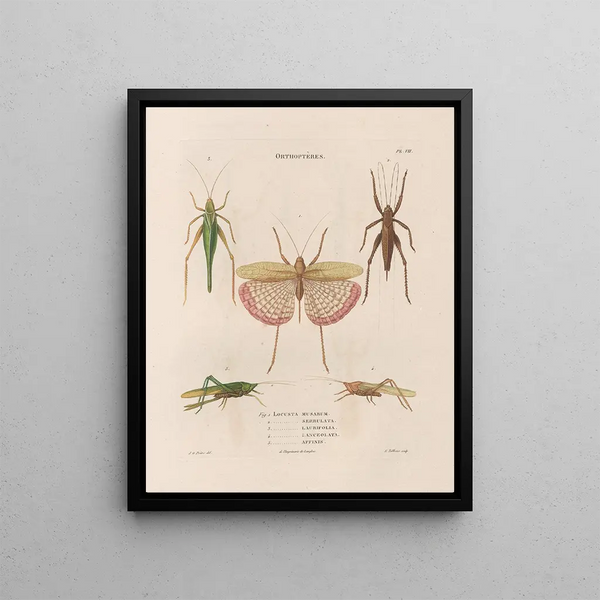 Jean Gabriel Pretre - Insectes recueillis en Afrique et en Amrique Pl42.webp