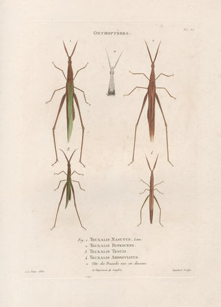 Jean Gabriel Pretre - Insectes recueillis en Afrique et en Amrique Pl43.webp