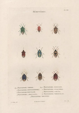 Jean Gabriel Pretre - Insectes recueillis en Afrique et en Amrique Pl51.webp
