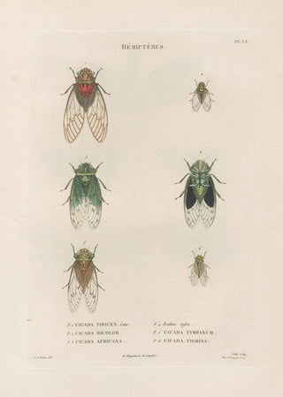 Jean Gabriel Pretre - Insectes recueillis en Afrique et en Amrique Pl59.webp