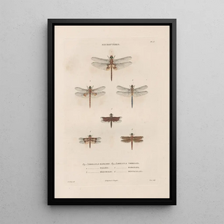 Jean Gabriel Pretre - Insectes recueillis en Afrique et en Amrique Pl61.webp