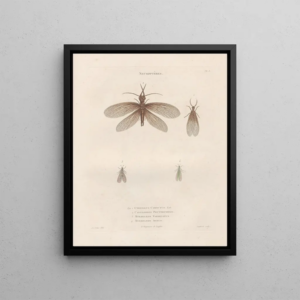 Jean Gabriel Pretre - Insectes recueillis en Afrique et en Amrique Pl64.webp