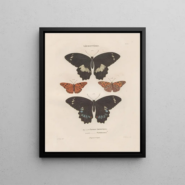 Jean Gabriel Pretre - Insectes recueillis en Afrique et en Amrique Pl80.webp