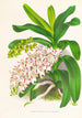 Aerides Odoratum - Jean Jules Linden — näkymä teoksesta