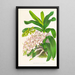 Aerides Odoratum - Jean Jules Linden — kehystetty taideteos seinällä