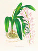 Aerides augustianum - Jean Jules Linden — näkymä teoksesta