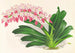 Aerides maculosum - Jean Jules Linden — näkymä teoksesta