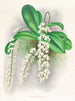 Citrate d'Angraecum - Jean Jules Linden — näkymä teoksesta