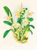 Lobe de Bolbophyllum - Jean Jules Linden — näkymä teoksesta