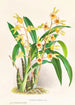 Catasetum Discolor - Jean Jules Linden — näkymä teoksesta