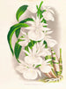 Catasetum bungerothi - Jean Jules Linden — näkymä teoksesta