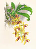 Catasetum galeritus - Jean Jules Linden — näkymä teoksesta