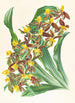 Catasetum rodigasianum - Jean Jules Linden — näkymä teoksesta