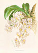 Catasetum tigrinum - Jean Jules Linden — näkymä teoksesta