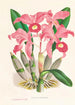 Cattleya Lawrenceana - Jean Jules Linden — näkymä teoksesta