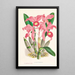 Cattleya Lawrenceana - Jean Jules Linden — kehystetty taideteos seinällä