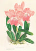 Cattleya Malouana - Jean Jules Linden — näkymä teoksesta