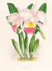 Cattleya Mendeli - Jean Jules Linden — näkymä teoksesta