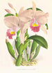 Cattleya Trianae - Jean Jules Linden — näkymä teoksesta