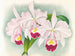 Cattleya trianae var. Martin Cahuzac - Jean Jules Linden — näkymä teoksesta