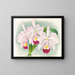 Cattleya trianae var. Martin Cahuzac - Jean Jules Linden — kehystetty taideteos seinällä