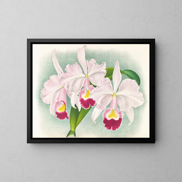 Cattleya trianae var. Martin Cahuzac - Jean Jules Linden — kehystetty taideteos seinällä