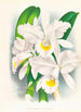 Cattleya Trianae var Pallida - Jean Jules Linden — näkymä teoksesta
