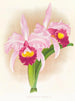 Cattleya Trianae var purpurata - Jean Jules Linden — näkymä teoksesta