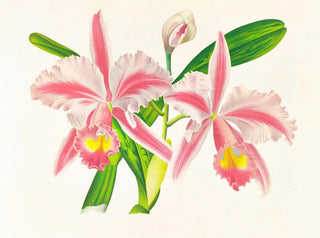 Cattleya trianae var. striata - Jean Jules Linden — näkymä teoksesta