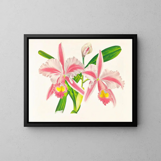 Cattleya trianae var. striata - Jean Jules Linden — kehystetty taideteos seinällä