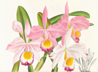Cattleya eldorado - Jean Jules Linden — näkymä teoksesta