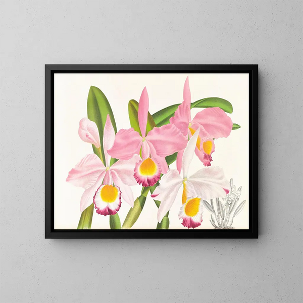 Cattleya eldorado - Jean Jules Linden — kehystetty taideteos seinällä