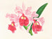 Cattleya gigas - Jean Jules Linden — näkymä teoksesta