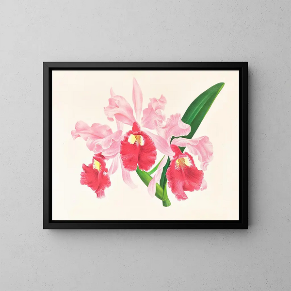 Cattleya gigas - Jean Jules Linden — kehystetty taideteos seinällä